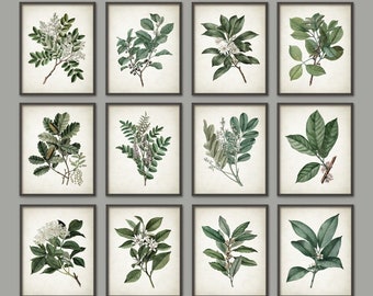 May include: Twelve framed botanical prints featuring various green leaves and white flowers. The prints are arranged in a grid pattern on a gray background.