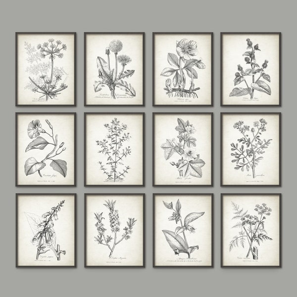 Antique Botanical Prints - Etsy