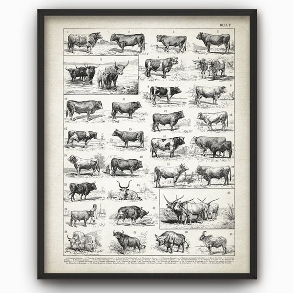 PRINTABLE Antique Bulls Illustration Print, Beef Cattle Ranch Art, Cow Breeds Poster, French Book Plate Farm Decor Farming Instant Download