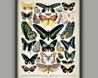 PRINTABLE Butterflies And Moths Wall Art Print, Lepidopterist Butterfly Book Plate Prints, Entomology Insect Biology INSTANT DOWNLOAD