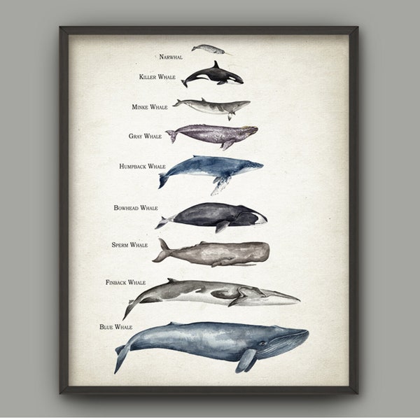 PRINTABLE Whales Size Comparison Chart Wall Art, Watercolor Whale, Whales of the World, Educational Whale Bathroom Decor INSTANT DOWNLOAD