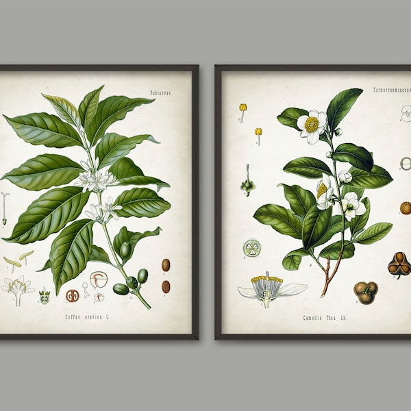 Tea and Coffee Wall Art Poster Set of 2 - Coffee Bean - Tea Leaf - Coffee Plant - Breakast Bar Cafe Decor - Home Decor Art Print AB572