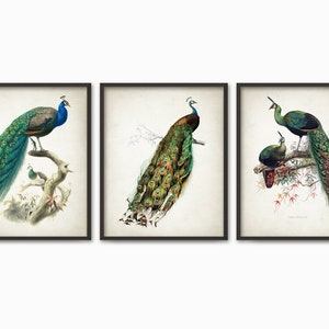 Peacock Illustration Wall Art Print Set of 3, Antique Peacock Posters, Living Room Decor, Vintage Peacock Watercolor Painting Set