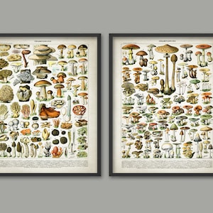 Vintage Mushroom Art Print Set Of 2 - Mushroom Kitchen Decor - Mushroom Wall Art - Kitchen Decor - Forest Mushroom - Fungi - Fungus