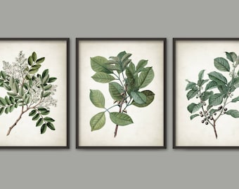 May include: Set of three botanical prints featuring illustrations of green leaves and branches. The prints are framed in black frames and have a white background.