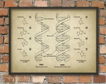 Affiche imprimable d'art de mur d'ADN et d'ARN, affiche d'étudiant de biologie, impression d'art de génétique, décor de dortoir, idée de cadeau d'étudiant de biologie Téléchargement instantané