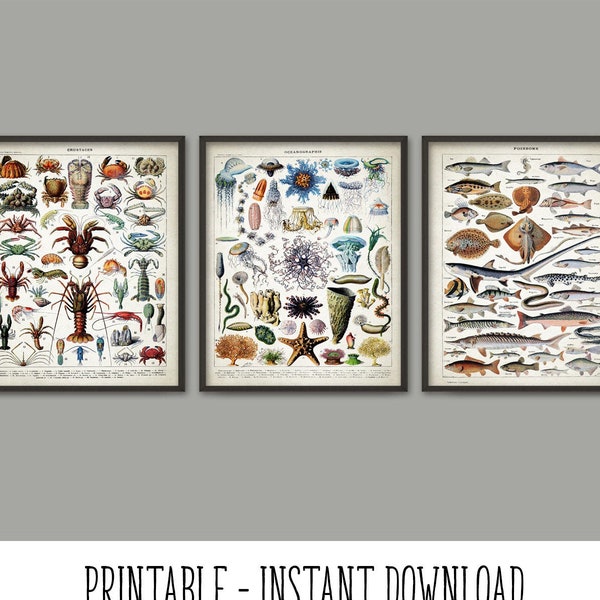 PRINTABLE Marine Biology Art Print Set Of 3, Bathroom Decor, Oceanography Poster, Science Illustration Book Plate Prints INSTANT DOWNLOAD