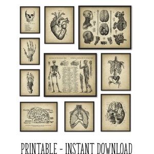 PRINTABLE Set of 10 Anatomy Images Vintage Wall Art Medical - Etsy UK