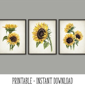 PRINTABLE Set of 3 Watercolor Sunflower Images, Botanical Flower Plant Wall Art Set, Rustic Decor Digital Print Poster INSTANT DOWNLOAD