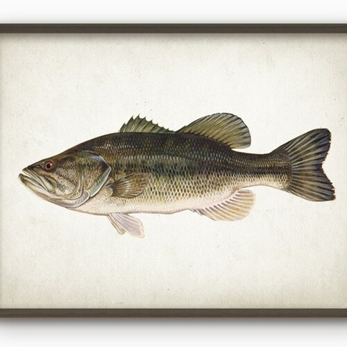 PRINTABLE Largemouth Bass Fish Print Wall Art Freshwater Fish - Etsy