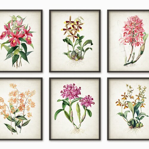 Orchids Botanical Prints Set of 6 Unframed Tropical Flower wall art gift for her 