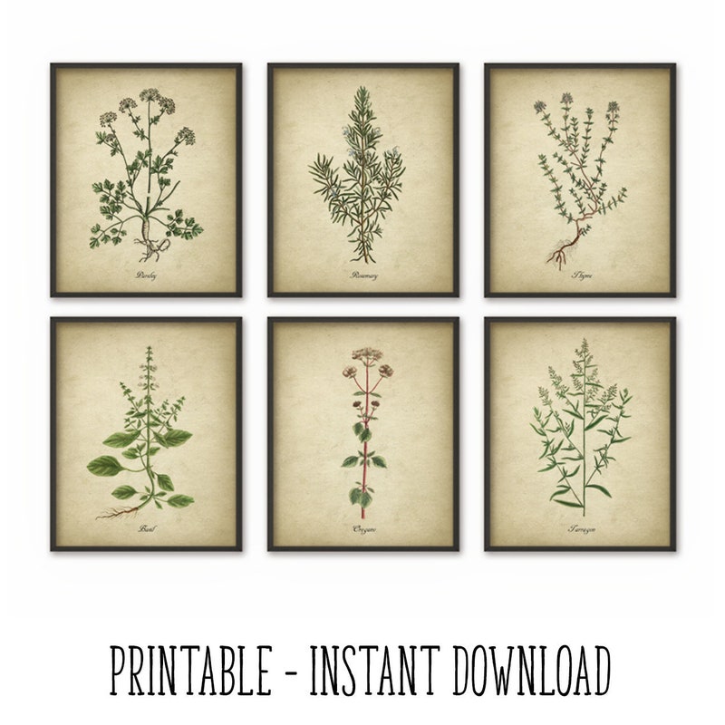 Herb Print - Etsy