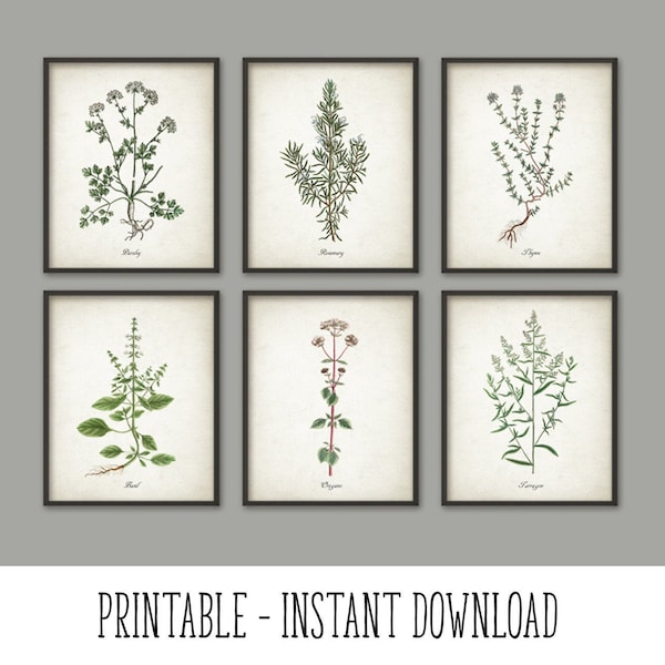 PRINTABLE Kitchen Herbs Wall Art Print Set of 6, Vintage Botanical Herb Prints, Rustic Farm Kitchen Decor Illustrations INSTANT DOWNLOAD