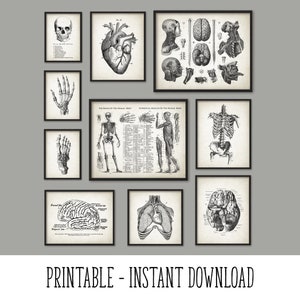 PRINTABLE Set of 10 Anatomy Images, Vintage Wall Art, Medical Student Dorm Room Decor, Antique Anatomy Digital Print Poster INSTANT DOWNLOAD