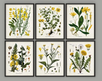 Yellow Flowers Print Set Of 6 - Vintage Yellow Flower Art - Floral Yellow Decor - Yellow Flower Botanical Art - Yellow Nursery Decor AB525