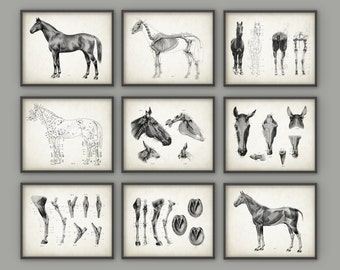 Horse Anatomy Posters Set of 9 - Horse Illustration Prints - Veterinary Horse Anatomy Charts - Equine Skeletal Anatomy - Horseriding Gift