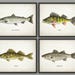 see more listings in the FISHING PRINTS section