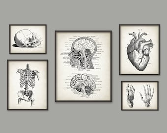 Human Anatomy Antique Art Print Set of 5, Vintage Anatomy Home Decor, Medical Student Gift Idea Picture Set of 5