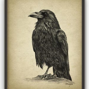 Impresión de cuervo, dibujo a lápiz de cuervo, decoración rústica de pájaro, póster de arte mural gótico