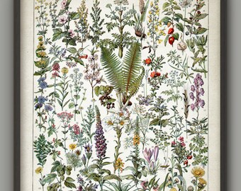 Medicinal Plants Print - Herbalism Plant Decor - Ethnobotany - Healthcare - Herb Remedies - Green Plant Decor - French Book Plate - AB682