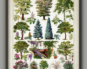 Tree Wall Art Print, Vintage Botanical Art Print, Tree Species Poster, Forest Book Plate Illustration, Woodland Art Print