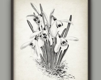 Snowdrop Antique Botanical Wall Art Print, Vintage Home Decor, Flower Illustration
