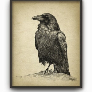Raven Print, Crow Pencil Drawing, Rustic Bird Decor, Gothic Wall Art Poster