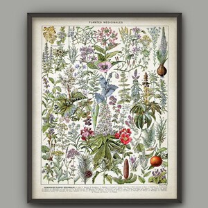 Medicinal Plants Print, Herbalism Plant Decor, Ethnobotany Healthcare Herb Remedies Poster, French Book Plate