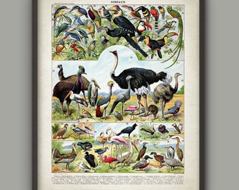 Antique Bird Illustration Wall Art Poster, Bird Art Print, Vintage Birds Book Plate, Antique Ornithology Home Decor