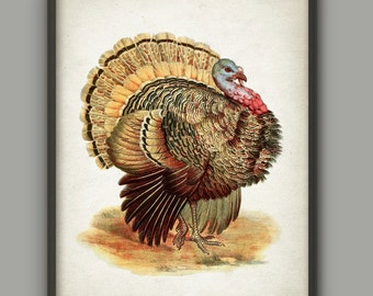 Turkey Art Print, Vintage Bird Illustration Wall Art Poster, Antique Wild Turkey Fowl Poster, Thanksgiving Wall Art Print