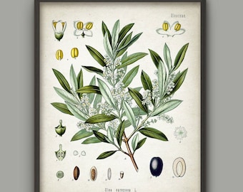 Peut inclure: Une illustration botanique vintage d'un olivier, *Olea europaea*, avec des dessins détaillés des feuilles, des fleurs et des fruits. L'illustration est dans des tons de vert, blanc et jaune, avec une olive noire.