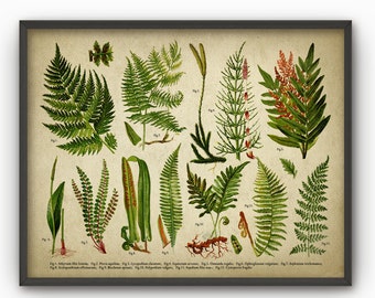 Fern Antique Botanical Art Print - Vintage Fern Home Decor - Vintage Botanical Book Plate - Green Fern Plant - Forest Fern Decor (AB692)