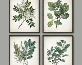Green Leaves Art Print Set of 4, Botanical Print, Vintage Wall Art, Green Leaf, Woodland Plant, Botanical Home Decor, Tree Branch Set