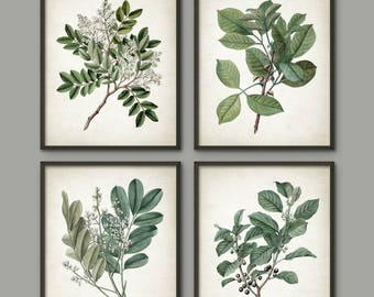 Green Leaves Art Print Set of 4, Botanical Print, Vintage Wall Art, Green Leaf, Woodland Plant, Botanical Home Decor, Tree Branch Set B784