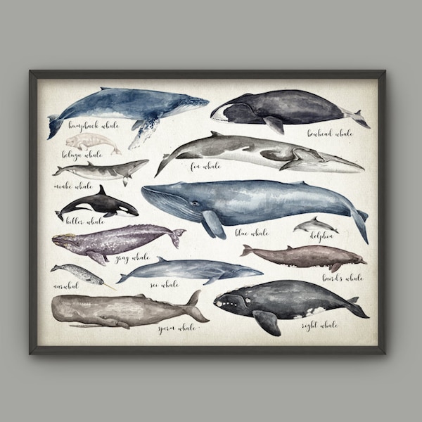 Whales Of The World Art Print, Watercolor Whale Painting, Educational Whale Comparison Chart, Whale Bathroom Decor, Bathroom Whales Art #893