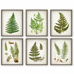 Fern Antique Botanical Print Set of 6 - Vintage Botanical Home Decor Antique Book Plate Illustration Giclee Picture Set of 6
