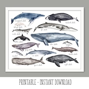 印刷可能な世界のクジラの壁アート、水彩画のクジラの絵画、教育用クジラ比較表、クジラのバスルーム装飾。即時ダウンロード