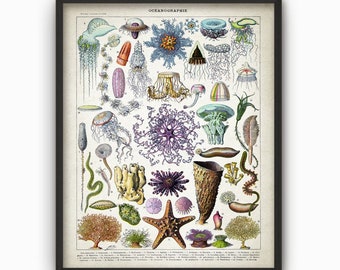 Oceanography Print, Vintage Larousse Book Plate Print, Oceanography Illustration, Bathroom Poster, Jellyfish Marine Biology