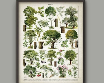 Trees Wall Art Print, Vintage Tree Botanical Art Print, Tree Species Poster, Forest Woodland Illustration