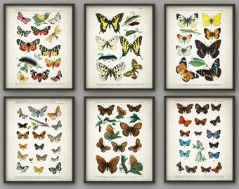 Antique Butterfly Art Print Set of 6 - Butterfly Decor - Lepidopterist Gift Idea - Butterflies Print - Butterfly Book Plate - AB670