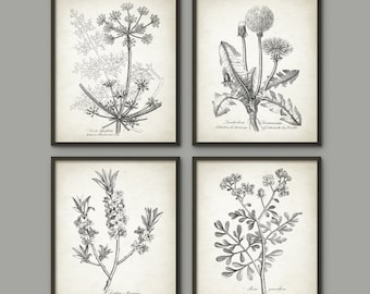 Antique Botanical Print Set of 4, Vintage Botanical Home Decor, Plant Book Plate Illustration, Garden Flowers and Herbs Set of 4