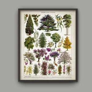 May include: A vintage botanical illustration featuring a variety of trees and shrubs, including cedar, willow, and lilac. The image is titled "JARDINS (Arbres d'Ornement)" and includes the text "EDOUARD  ANDR&Eacute;  EDITEUR  PARIS".