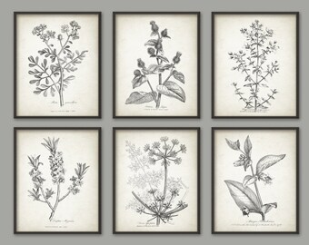 Vintage Botanical Print Set Of 6, Antique Botanical Illustrations, Rustic Home Decor, Shabby Chic Bedroom, Neutral Plant Posters