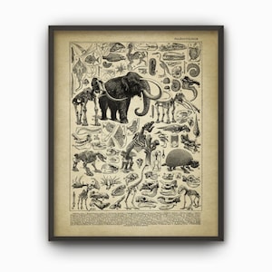 Vintage Paleontology Art Print, Prehistoric Animals Poster, Geology Student Chart, Mammoth Fossil Book Plate Illustration
