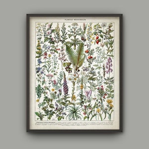 Medicinal Plants Print, Herbalism Plant Decor, Ethnobotany Healthcare Herb Remedies Poster, French Book Plate
