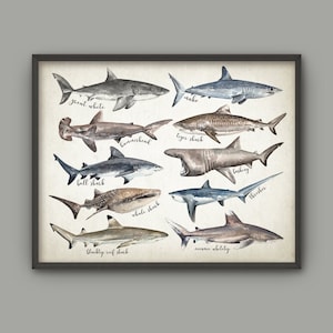 Sharks Of The World Wall Art, Great White Shark, Mako, Hammerhead, Tiger, Bull, Basking, Whale, Bathroom Shark Painting, Marine Biology
