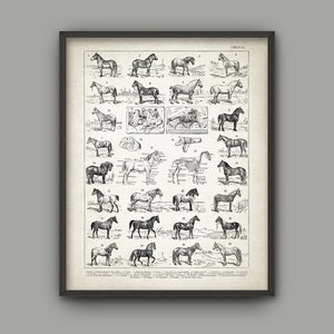 Horse Breeds Wall Art Print, Vintage Equestrian Anatomy Poster, Horse Riding Decor #3