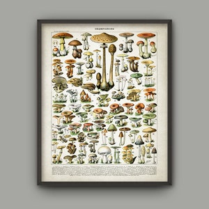 Mushroom Print #1, Vintage Larousse Book Plate Illustration, Fungi Wall Art, Fungus Botanical Science