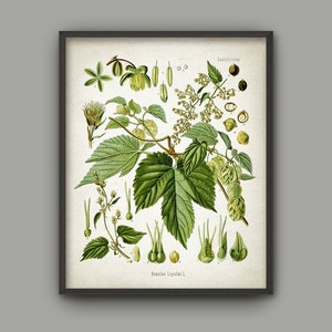 Hops Beer Making Print, Antique Hop Plant Botanical Home Decor, Humulus Medicinal Plant Wall Art, Beer Brewing