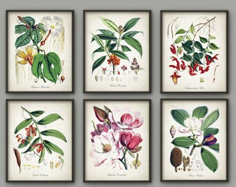 Antique Fern Botanical Art Print Set of 4 Vintage Fern | Etsy